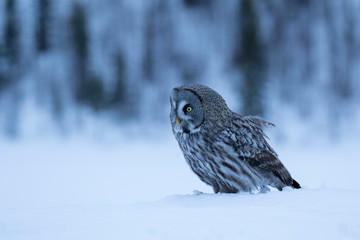 Ruler of the taiga forest- Great Grey Owl (Strix nebulosa) standing in the snow on a dark winter evening near Kuusamo, Northern Finland, Europe