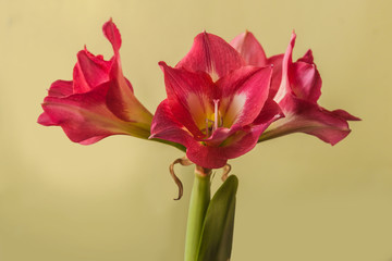Flowering hippeastrum (amaryllis) Colibri  Group "Sleeping Beauty" ("Tres Belle")