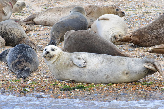 Common seal recognised by its fine spot-patterned grey or brown fur rounded head with no ears visible v-shaped nostrils and long whiskers. It feeds at sea but hauls out on to rocky shores or sandbanks