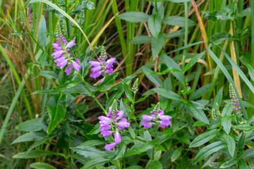 Macro view of beautiful purple obedient plant (physostegia virginiana) wildflowers blooming in a sunny North American prairie meadow. Also called False Dragonhead.