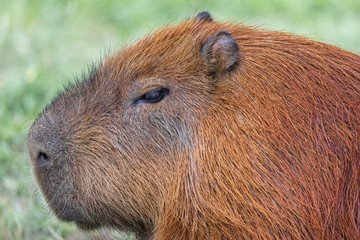 Capybara