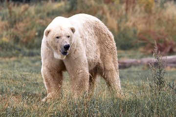 Polar Bear