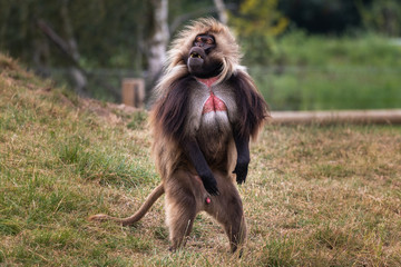 Monkey