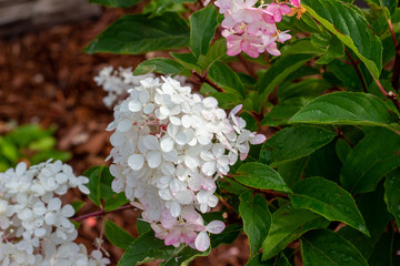 Bright blooming white and pink French hydrangea flowers (hydrangea macrophylla) in a sunny ornamental garden. Also called Smooth Hydrangea.