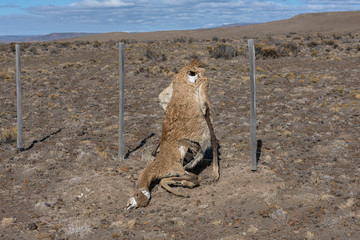 dead guanaco in an fence, Patagonia, Argentina
