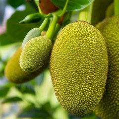 Ripe Jack fruit or Kanun hanging from a branch of a tree. Close up of jackfruit in the garden.