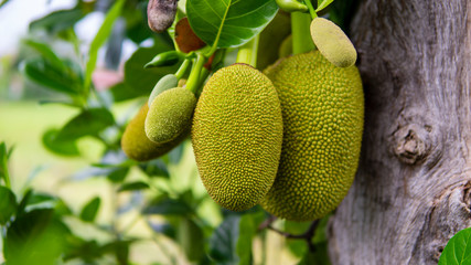 Ripe Jack fruit or Kanun hanging from a branch of a tree. Close up of jackfruit in the garden.