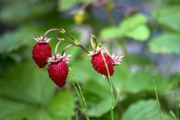 tasty wild strawberries in garden