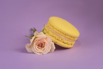 One tasty french yellow colored macaron with flower on the purple background. Colorful macarons. Front view.