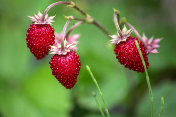 tasty wild strawberries in garden
