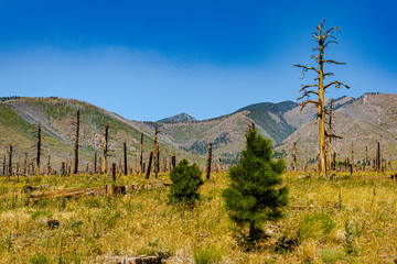 Naklejka premium A few years after the forest fire 