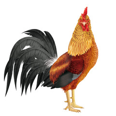 coq, beau, fière, oiseau, ferme, animal, poule, volaille, isolé, coquelet, blanc, agriculture, empennage, bec, rouge, nature, domestique, poule naine, rural, noir © behzadillustrations