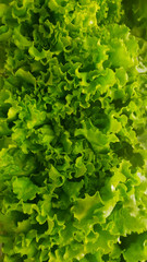 fresh green lettuce