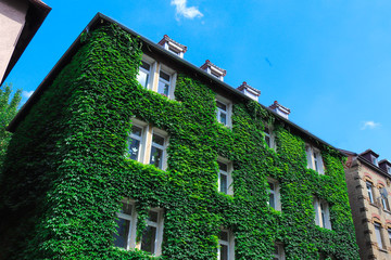 An interesting picturesque house, completely overgrown with maiden grapes