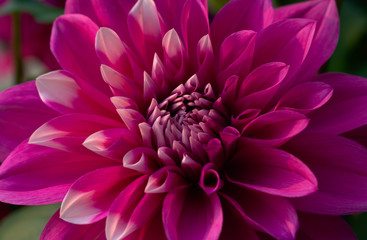 Amazing Dahlia Flower Blooming Photography Art Landscape