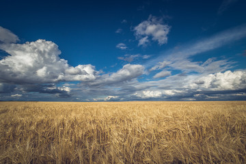 Naklejka premium photo landscape field with grain crop under a cloudy sky