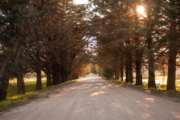 Road between trees in the beginning of autumn. Warm tones of fall with sun beams.