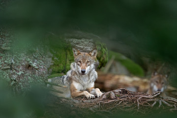 Eurasian wolf, canis lupus lupus, hiding in the forest. Europe nature. Wolf lying down in nature. Successful predator in the forest. Pack with offspring. Rare predator in European nature