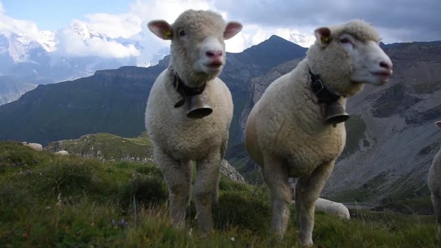 Alpine Sheep with bells grazing deep in the mountains of Jungfrau region