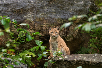 Eurasian lynx, hiding in the forest. Cute lynx living in the wood. Small lynx check surroundings. Rare predator in European nature