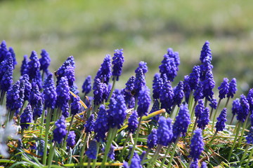 lavender in blossom