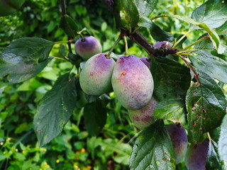 Unripe plums on the branch, the plums begin to blue.