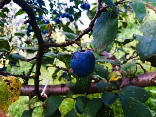 One ripe plum on a branch. Beautiful blue plum on the branch