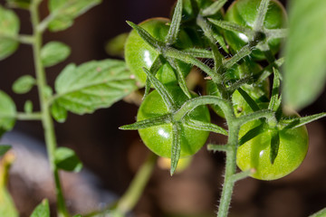 Macro view of young green cherry tomatoes growing on a tomato bush in a sunny outdoor garden