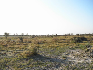 Grasslands of Okavango Delta in Botswana, Africa