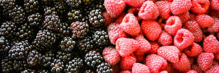 Banner of the blackberries and raspberries. Left side of blackberries, and right side raspberries.