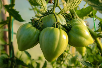 A group of large unripe green tomatoes on a plant. Green tomatoes in a greenhouse.