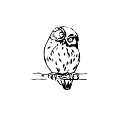 owl on a branch vector