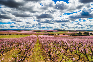 Fototapeta na wymiar Peach fields in pink flower at spring, in Aitona, Catalonia, Spain
