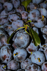 In focus one plum with leaves. Lots of ripe plums in the background.