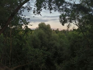 sunset in the forest, view from the hill