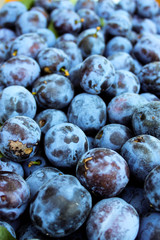 Vertical shot of blue plums. Fruits of prunus domestica.