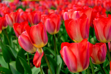 red and yellow tulips