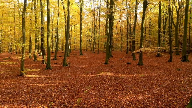 autumn forest in the morning