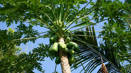 coconut palm tree