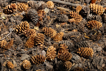 Close up shot of many Conifer cone on the ground