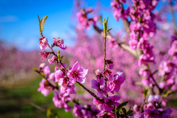 Peach Trees in Early Spring Blooming in Aitona, Catalonia