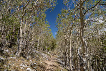 Beautiful landscape along the Wheeler Peak Summit Trail
