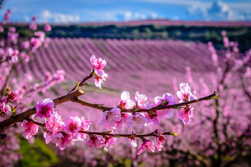 Blossoming peach tree in Aitona (Catalonia, Spain)