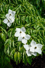Closeup of white dogwood blooming in the sun, curly green leaves
