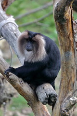 Singe en beauté