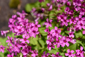 Closeup of Oxalis with pink blooms in a garden
