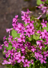 Fototapeta na wymiar Closeup of Oxalis with pink blooms in a garden 