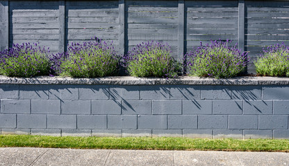 Raised bed filled with blooming purple Lavender flowers, blue block retaining wall and blue wood fence

