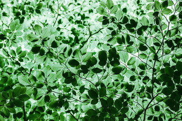 Fototapeta na wymiar Fagus sylvatica, a deciduous tree, the crown of the tree covered with green leaves. Bottom view of the beech tree branches.