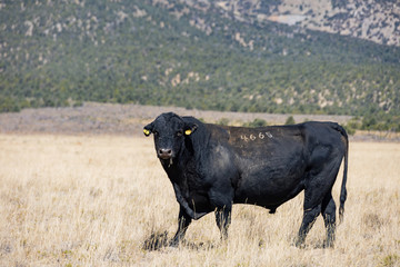 Sunny view of a black cow walking around in the Ward Charcoal Ovens State Historic Park